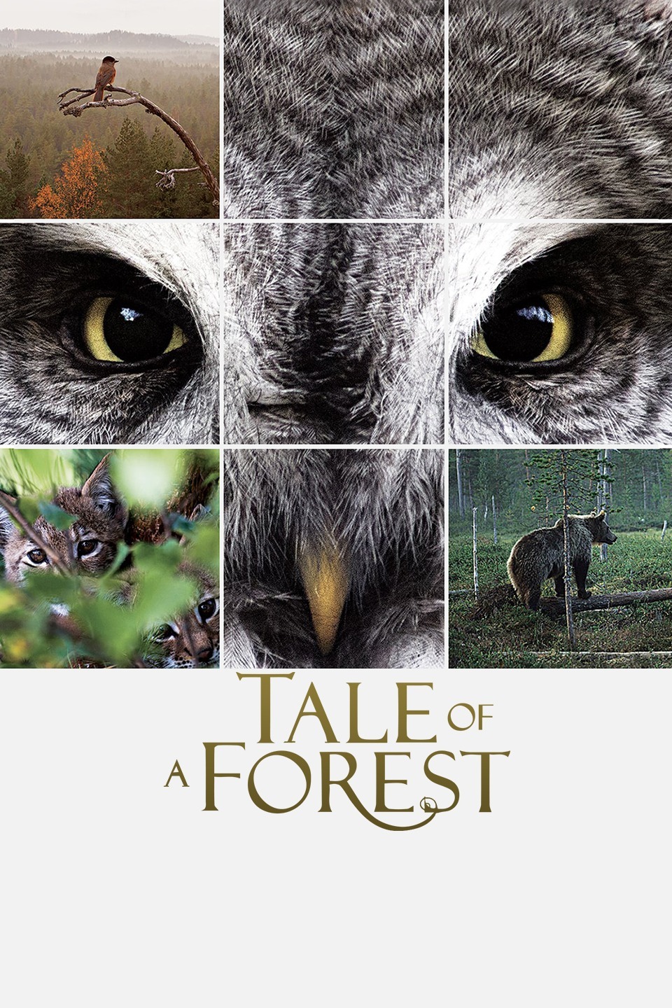 森之传说(全集)