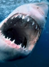 纪录片：海洋捕食者(全集)