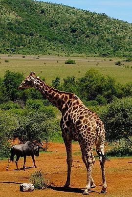 了不起的非洲公园 第一季(全集)